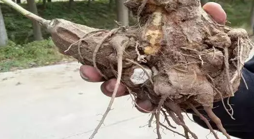 植物生長調(diào)節(jié)劑改變了白術(shù)“鳳頭鶴頸”特點(diǎn)性狀